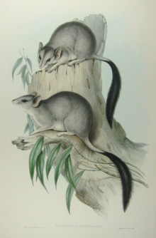 John Gould Mammals of Australia